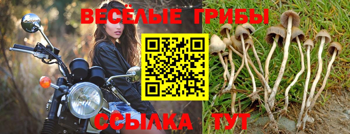 Морозовск  Галлюциногенные грибы Psilocybe  Вход с VPN 